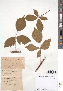 spécimen de Rubus carpinifolius