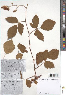 spécimen de Rubus carpinifolius