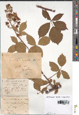 spécimen de Rubus carpinifolius