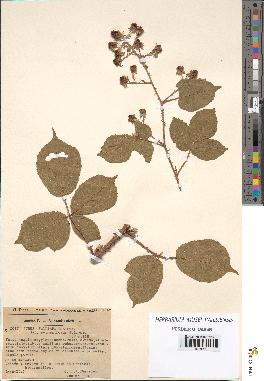 spécimen de Rubus vallisparsus