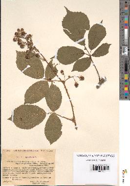 spécimen de Rubus melanoxylon