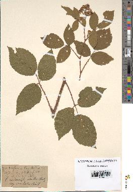 spécimen de Rubus melanoxylon