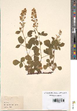 spécimen de Rubus sp.