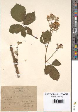 spécimen de Rubus pubescens