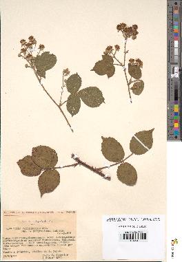 spécimen de Rubus vallisparsus