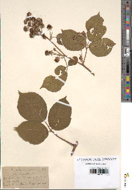 spécimen de Rubus vallisparsus