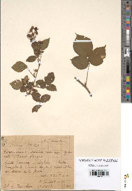 spécimen de Rubus sp.