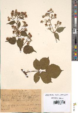 spécimen de Rubus glaucellus