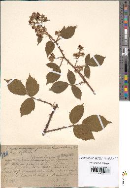 spécimen de Rubus sp.