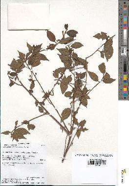 spécimen de Acalypha filiformis