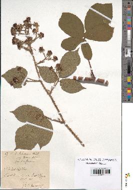 spécimen de Rubus hebecarpus