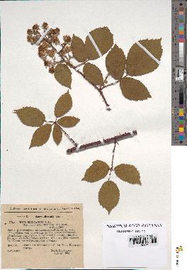 spécimen de Rubus hebecarpus