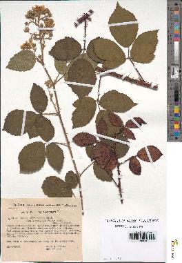 spécimen de Rubus hebecarpus