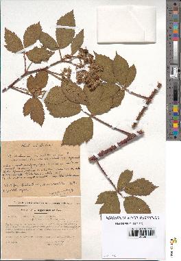 spécimen de Rubus hebecarpus