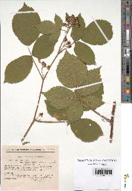 spécimen de Rubus rosaceus