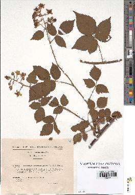 spécimen de Rubus rosaceus