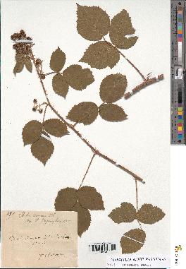 spécimen de Rubus rosaceus