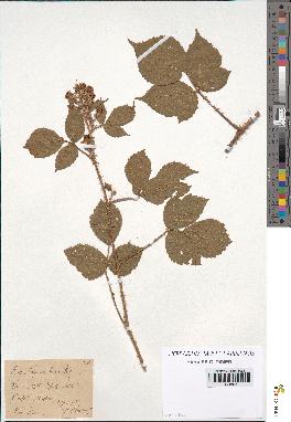 spécimen de Rubus drepanophorus