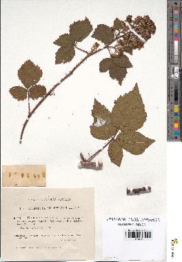 spécimen de Rubus rosaceus