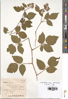 spécimen de Rubus rosaceus