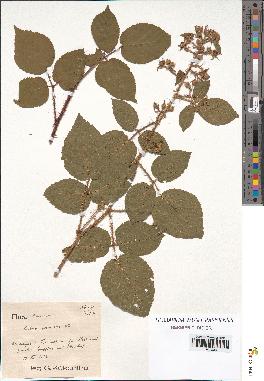 spécimen de Rubus rosaceus