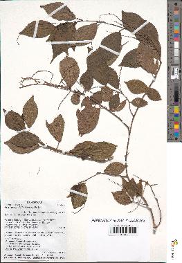 spécimen de Acalypha filiformis