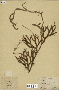 spécimen de Lycopodium clavatum