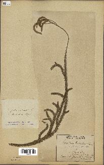 spécimen de Lycopodium clavatum