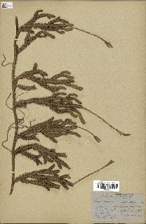 spécimen de Lycopodium clavatum