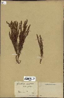 spécimen de Lycopodium annotinum