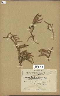 spécimen de Lycopodium annotinum