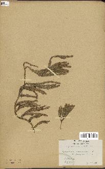 spécimen de Lycopodium annotinum