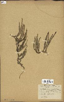 spécimen de Lycopodium annotinum