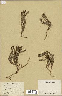 spécimen de Lycopodium annotinum