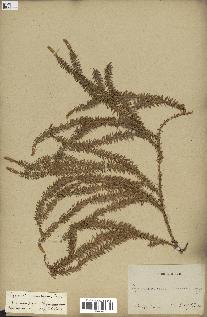 spécimen de Lycopodium annotinum