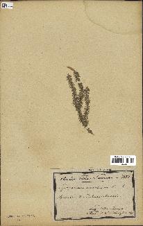 spécimen de Lycopodium annotinum