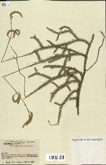 spécimen de Lycopodium clavatum