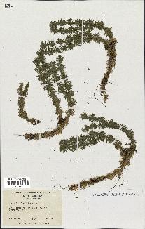 spécimen de Lycopodium lucidulum