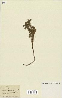 spécimen de Lycopodium dendroideum