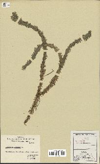 spécimen de Lycopodium lucidulum