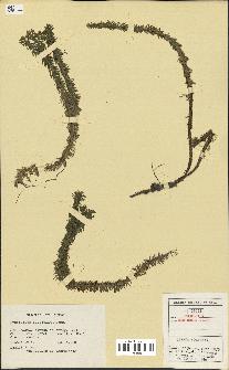 spécimen de Lycopodium lucidulum