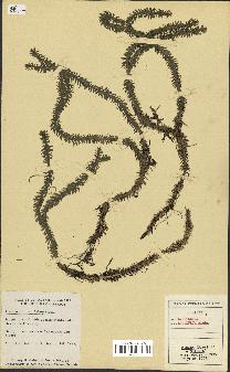 spécimen de Lycopodium lucidulum