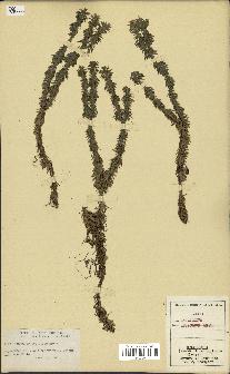 spécimen de Lycopodium lucidulum