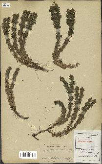 spécimen de Lycopodium lucidulum