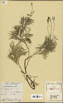 spécimen de Lycopodium tristachyum
