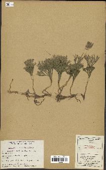 spécimen de Lycopodium tristachyum