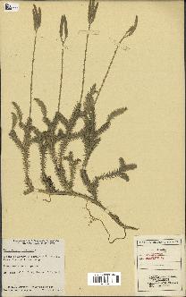 spécimen de Lycopodium clavatum