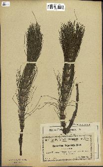 spécimen de Equisetum telmateia