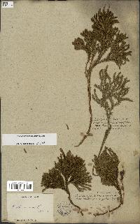 spécimen de Lycopodium dendroideum