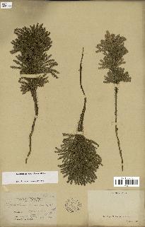 spécimen de Lycopodium dendroideum